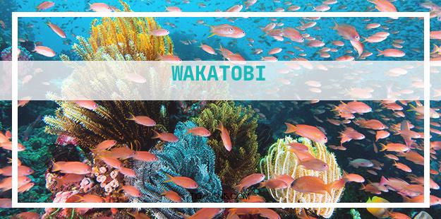 Kesempatan Karir Di area Wakatobi . Sumber : Https://www.wakatobi.com/